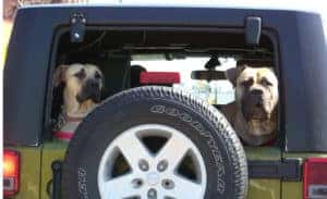 Ready for a ride with your furry friend?