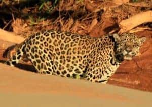 Jaguar in Madidi National Park, Bolivia