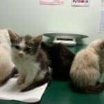 cats at a vet in cape girardeau, mo