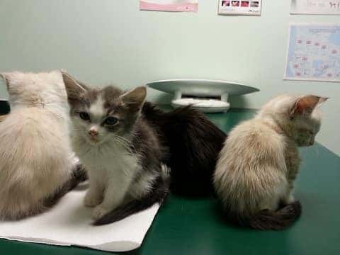 cats at a vet in cape girardeau, mo