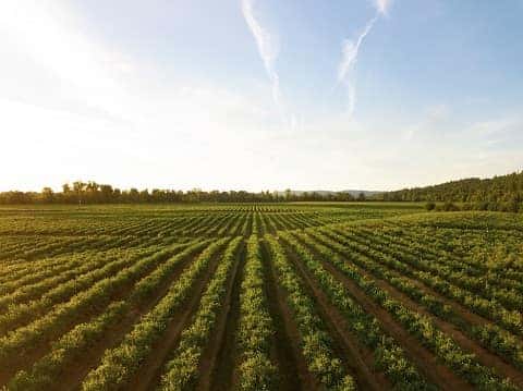 grape vineyard in cape girardeau, mo