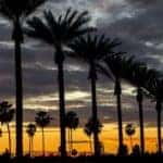 A row of plam trees in Orange County are shown at dusk.