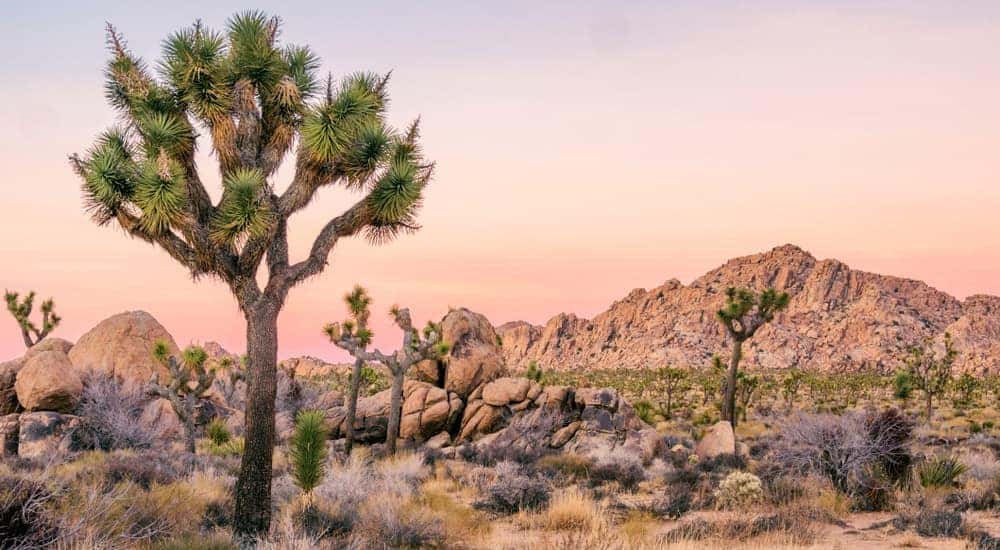 Joshua Tree National Park is shown at sunrise.
