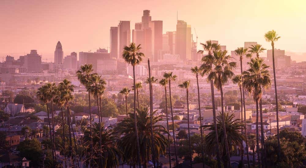 Palm trees in front of tall Los Angeles buildings