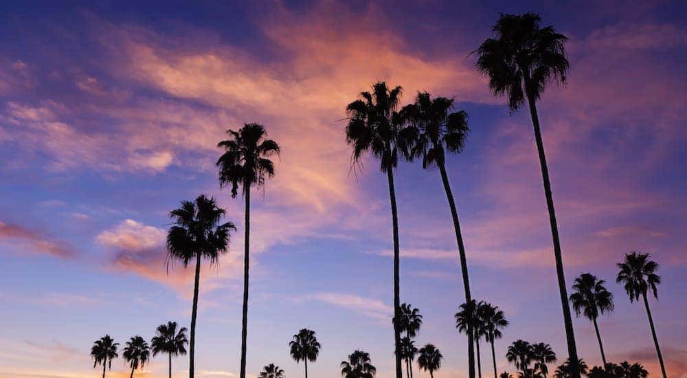 Palm tree silhouettes are shown against a purple and pink sky.