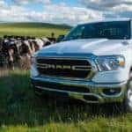 A popular work truck for sale near you, a white 2021 Ram 1500, is parked in a field next to cows.