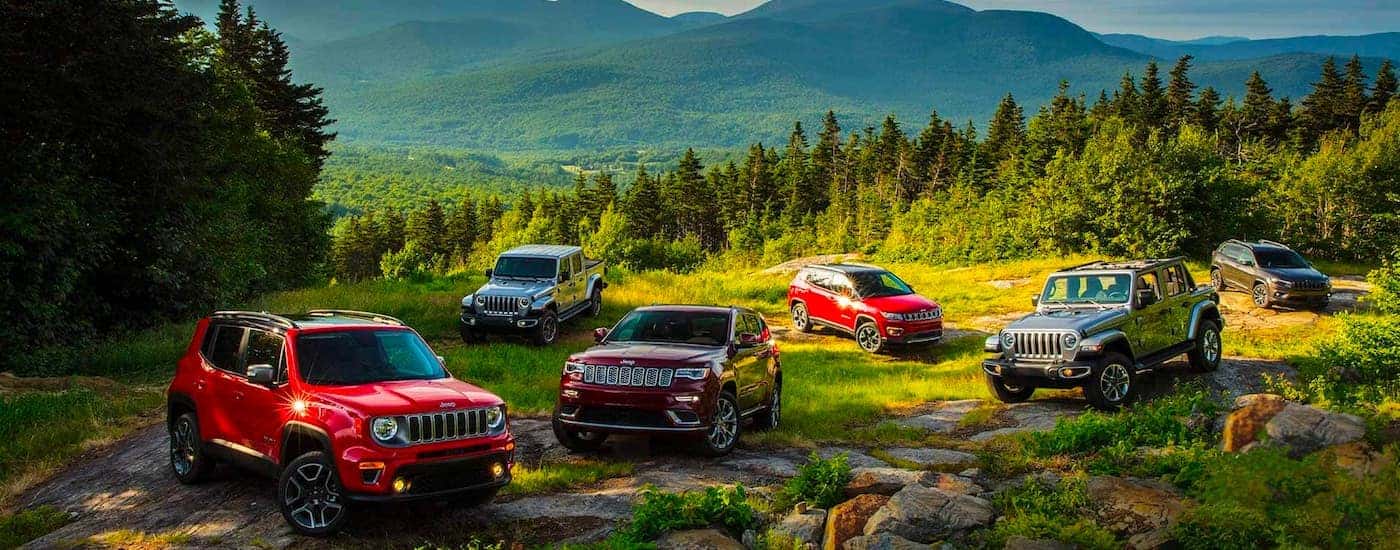 Multiple used 2020 Jeep models are shown parked on top of a mountain between evergreen trees.