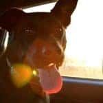 Dog in the backseat