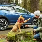 man and dog outside at campsite with blue subaru suv in background