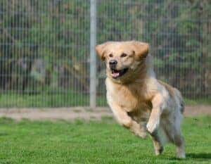 a golden retriever running in a fenced in yard
