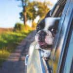 Pets in Cars